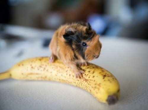 Морские свинки бежевого и чёрного окраса