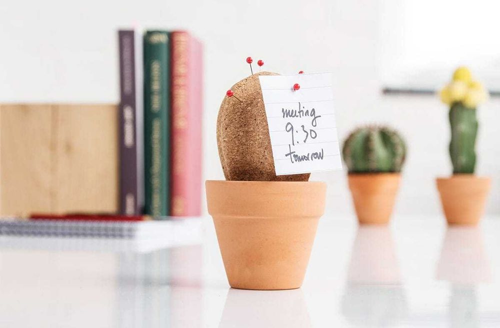 Cacto cortiça com vaso terracota