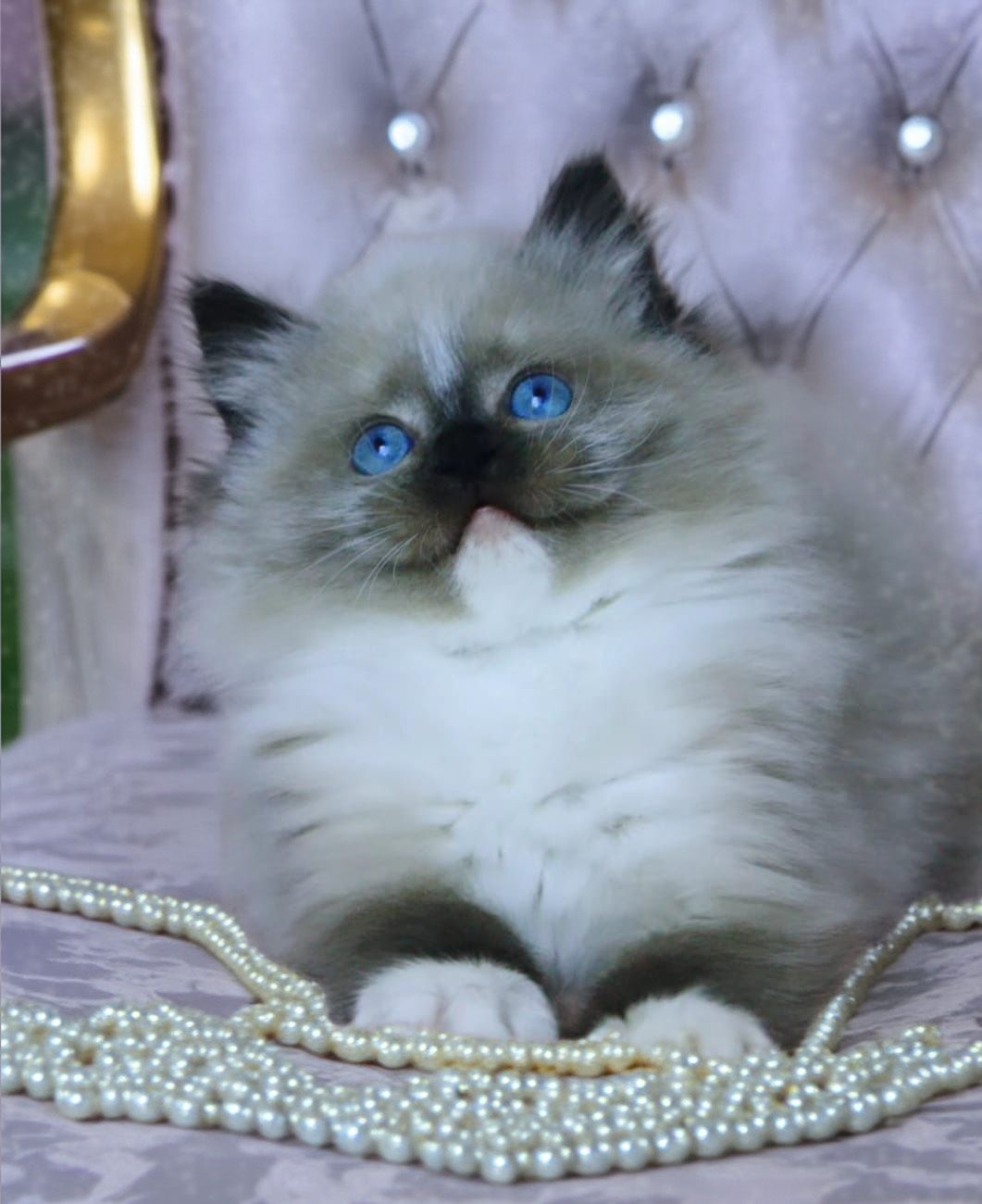 Ragdoll kotka seal mitted