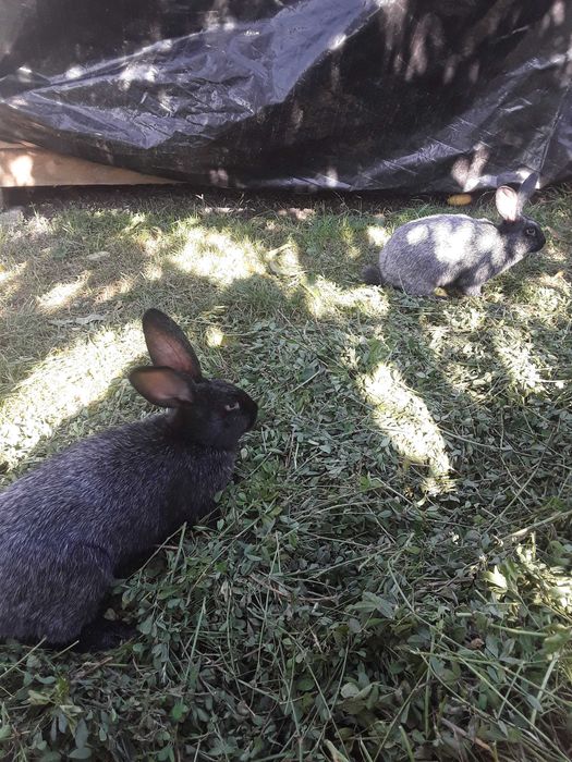 Кролі Полтавське срібло.