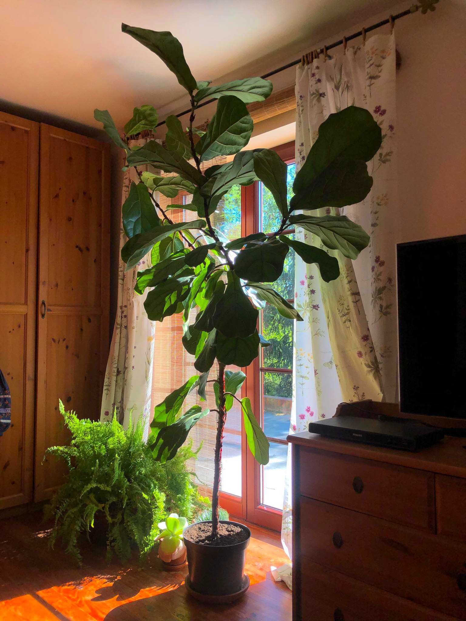 Fikus Dębolistny, figowiec Lirolistny, Ficus Iyrata, duży,  2m, 180 cm