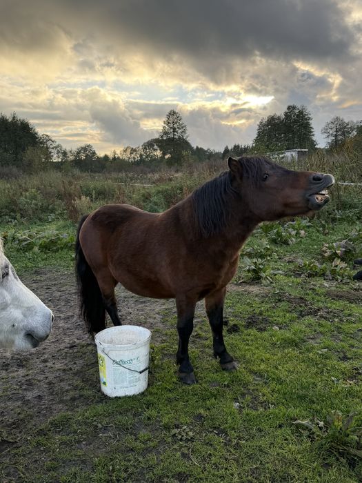 Sprzedam kucyki ze zdjecia