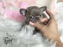 Przepiekny liliowy piesek ***chihuahua ***