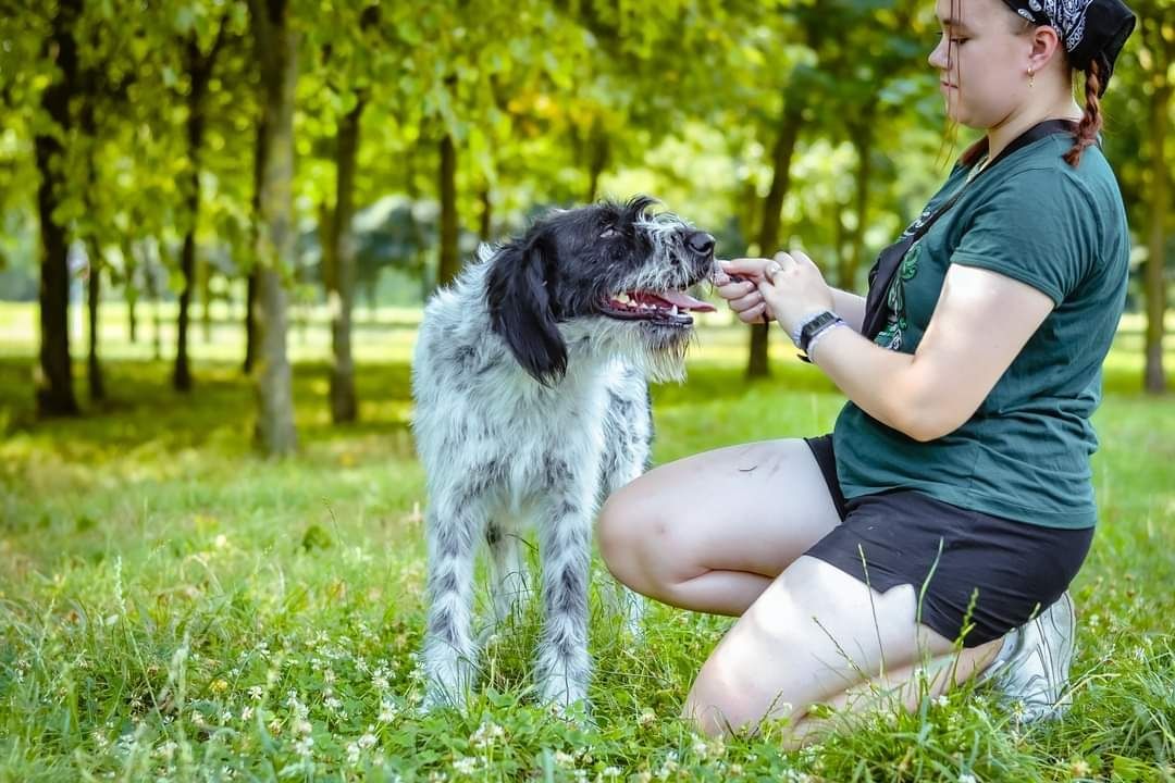 Roczny biało- czarny psiak szuka odpowiedzialnego Domu!