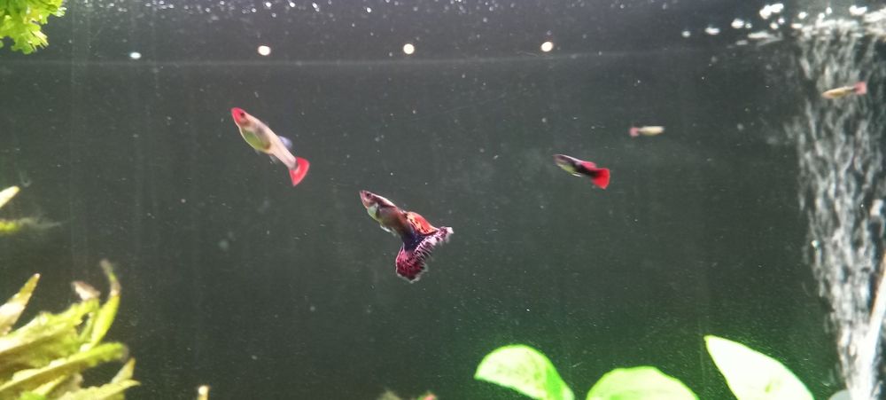 Guppy Dumbo Red Mosaic