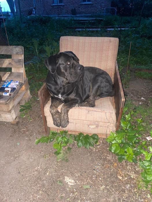 Мальчик кане корсо для вязки