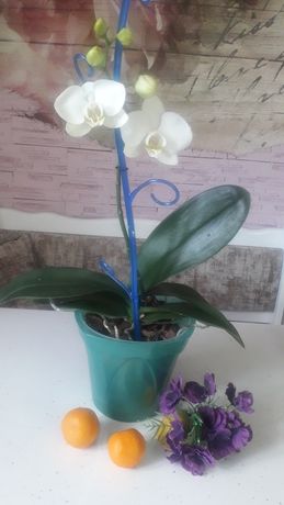 Продам орхидею фаленопсис.