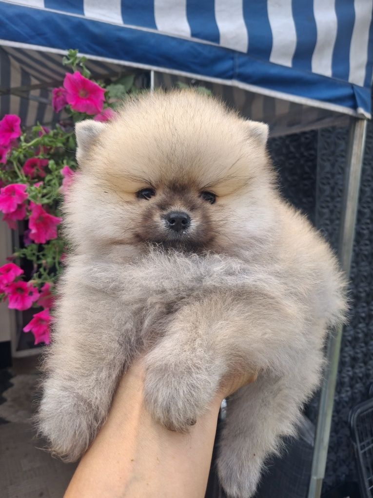 Szpic miniaturowy pomeranian