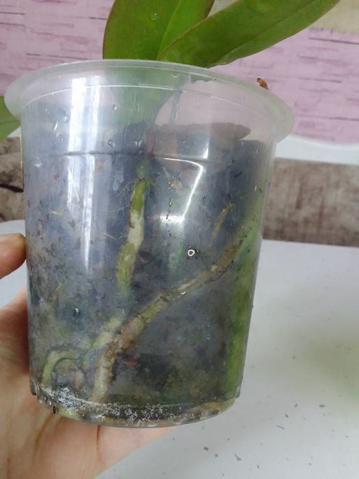 Орхидея из домашней коллекции.