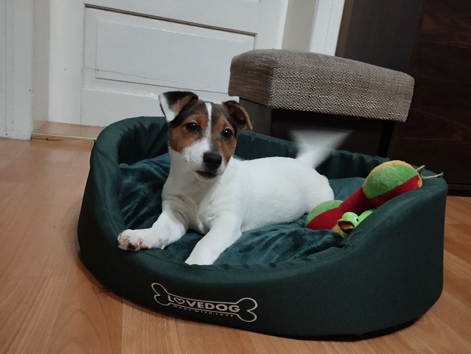 Jack Russell terrier - suczka