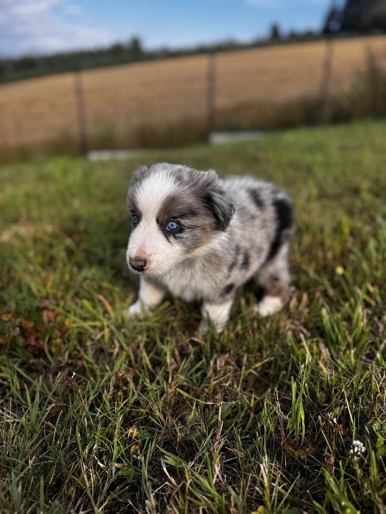 Sprzedam Psa Border Collie (Pies)