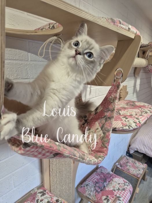 Kot Ragdoll Louis Warszawa FPL Gotowy do odbioru