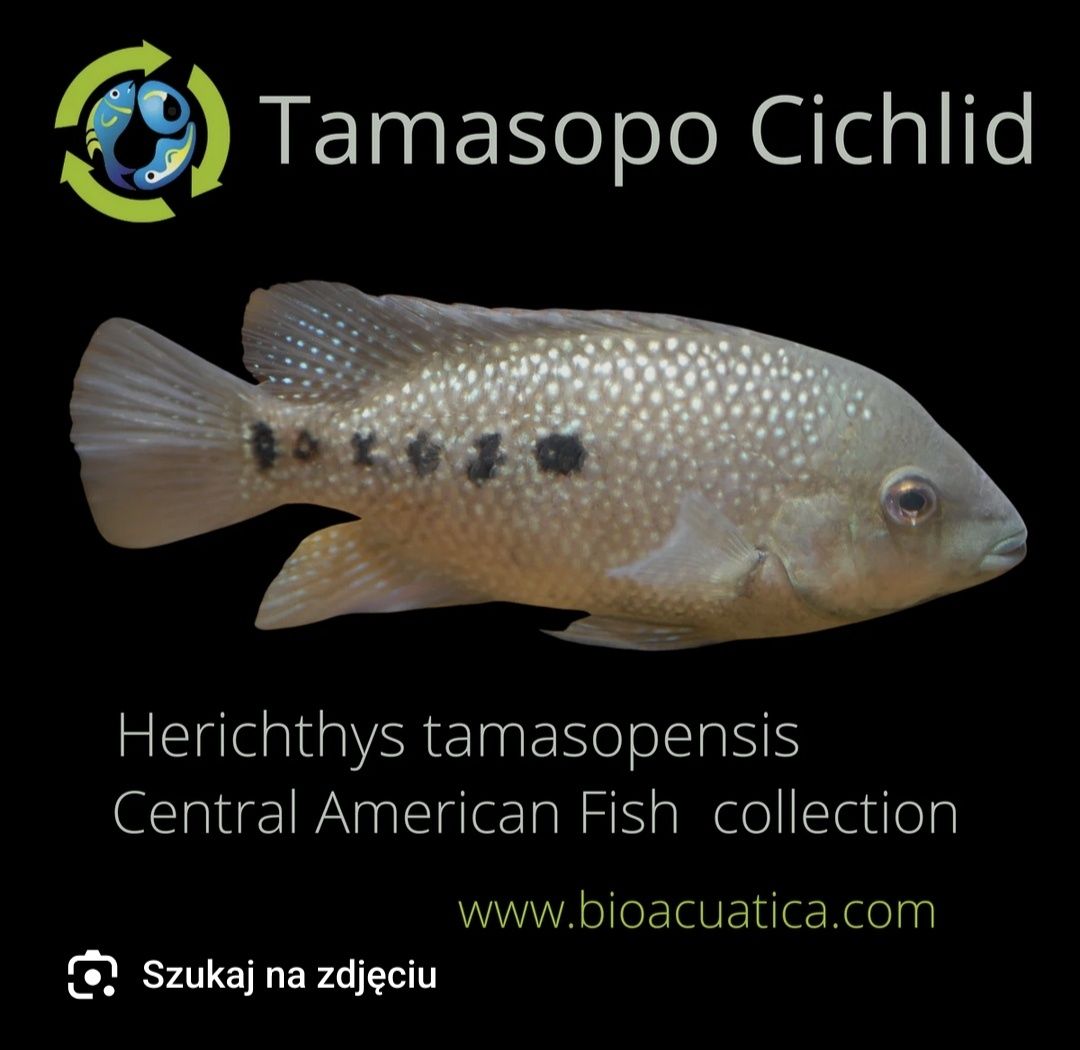 Herichthys tamasopensis pielęgnica unikat vieja