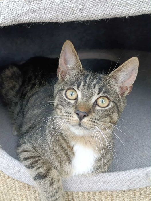 Ptyś - słodziak do adopcji