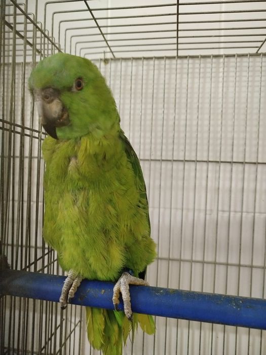 Amazona auropalliata