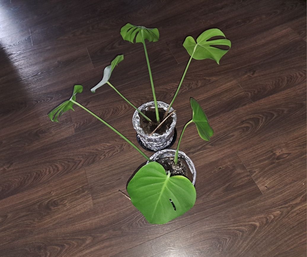 Monstera dziurawa.Dorosłe rośliny sadzonki.