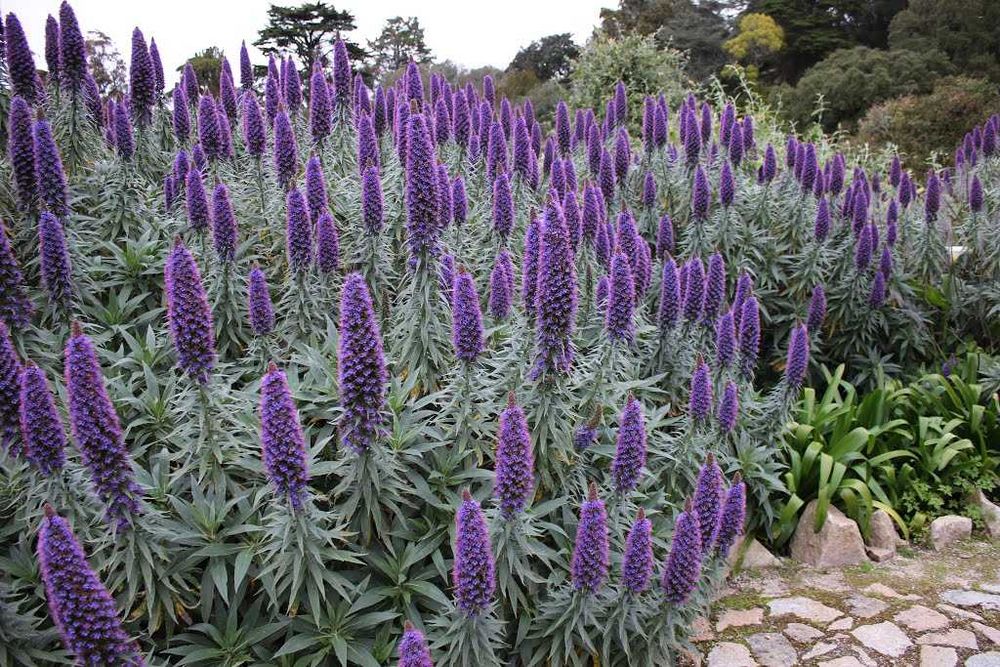 Jardineiro para trabalhos de ...jardinagem