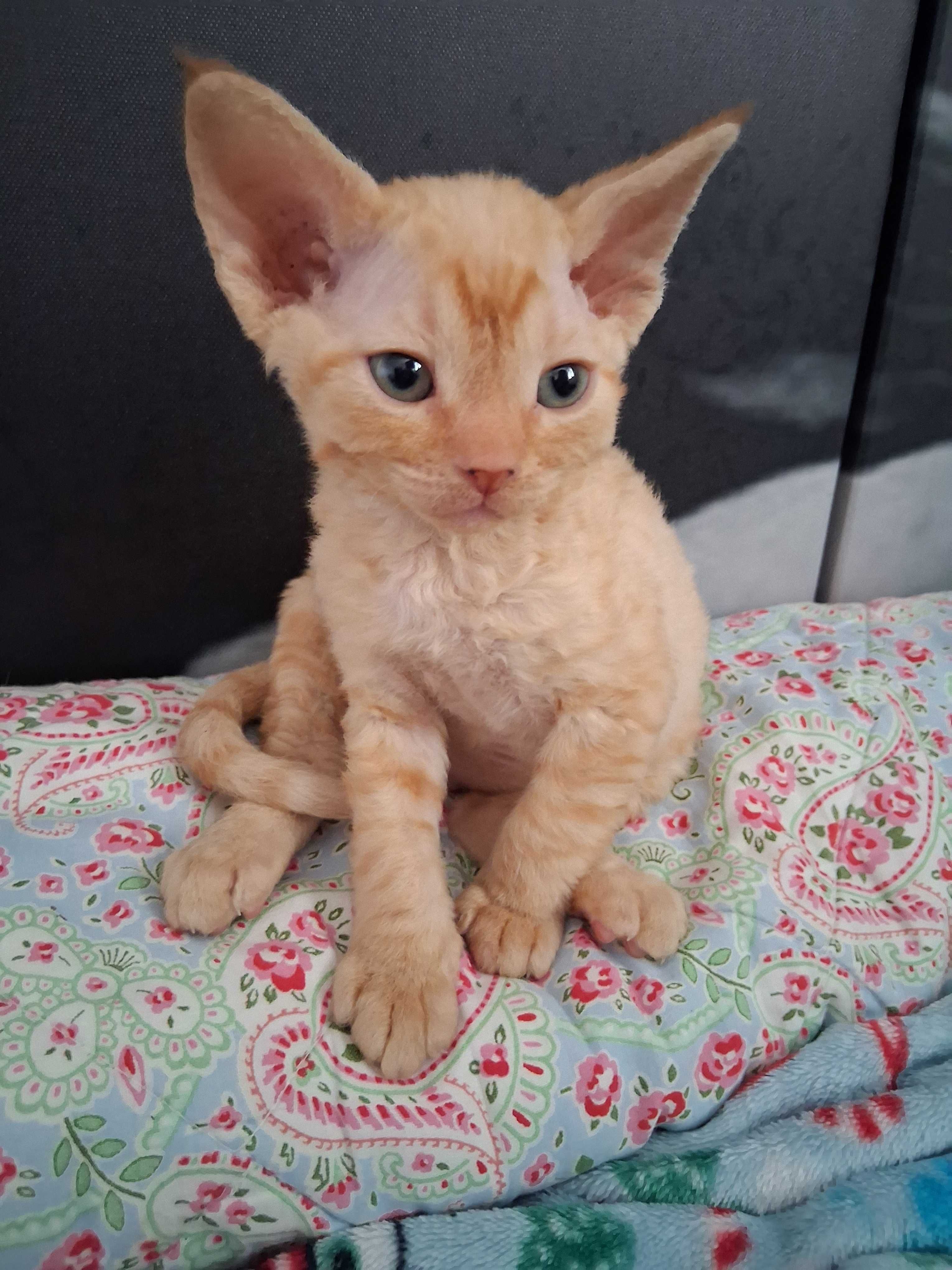 Miziasty rudy kocurek Devon Rex,FPL