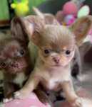 Chihuahua lilac tan dziewczynka