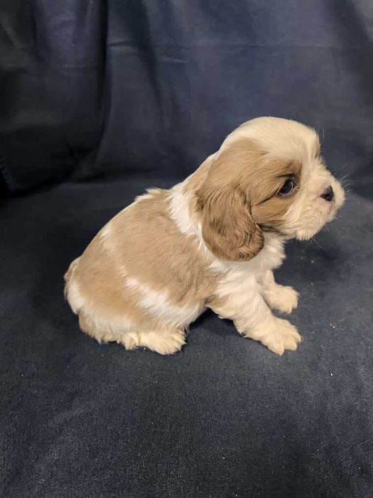 Cavalier king charles spaniel