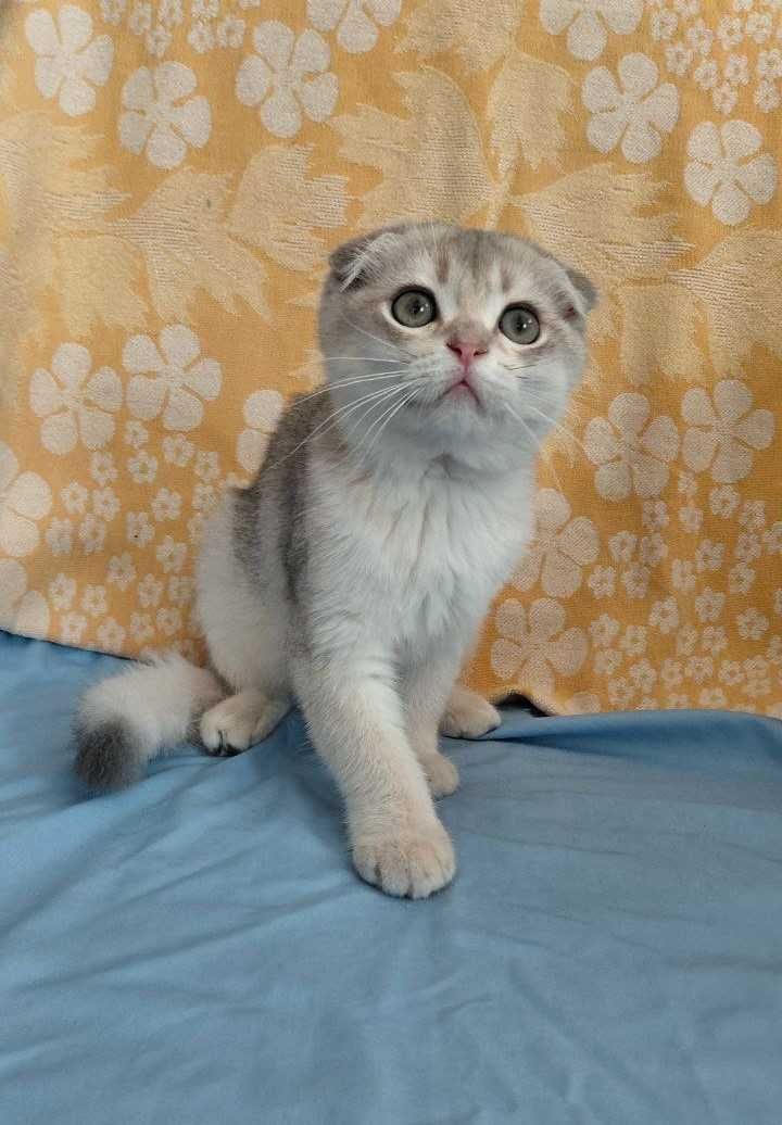 Шотландский вислоухий котик в окрасе голубое золото ау11