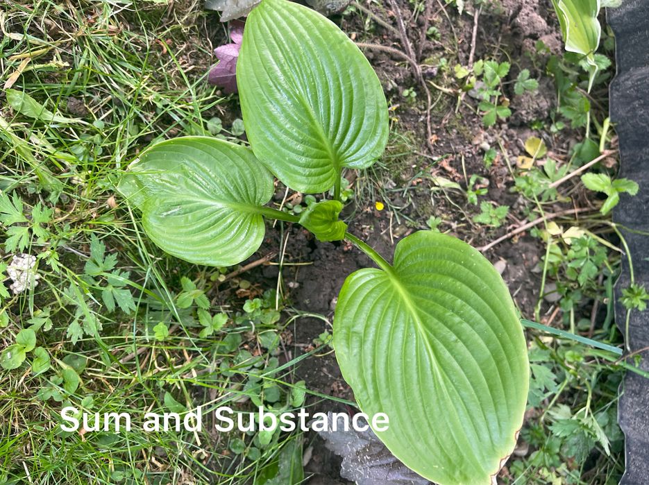 Набір хост сім  видів