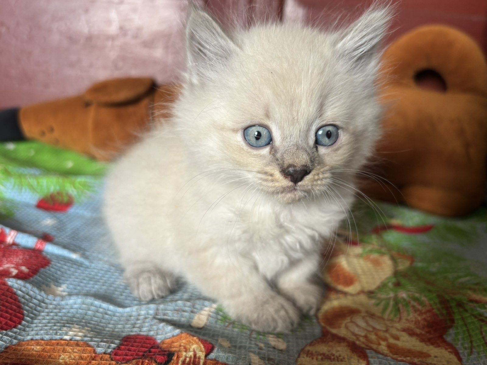 Віддам в добрі руки кошенят