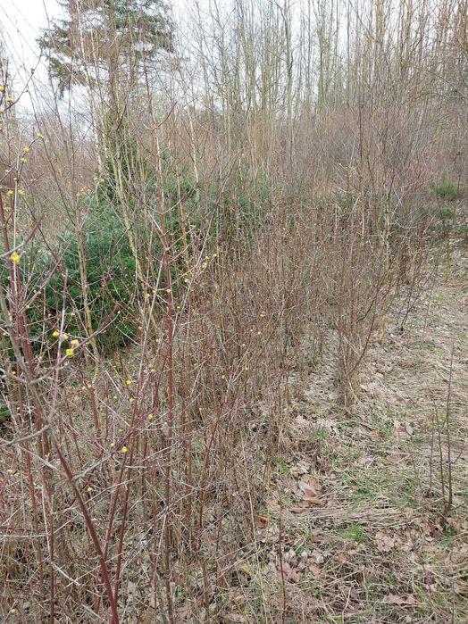 Dereń jadalny Buk zwyczajny-szpalery.Dereń-owocujący, teraz kwitnie.