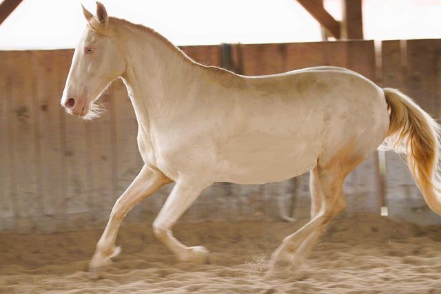 Cruzado , rasa hiszpańska, cremello klacz