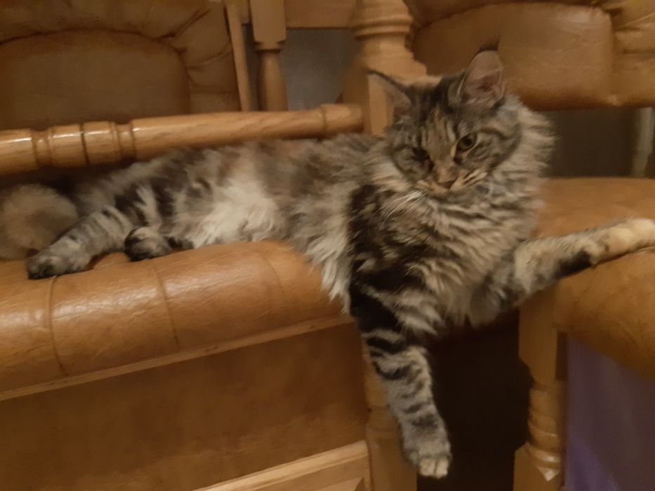 Продажа кошки добрая