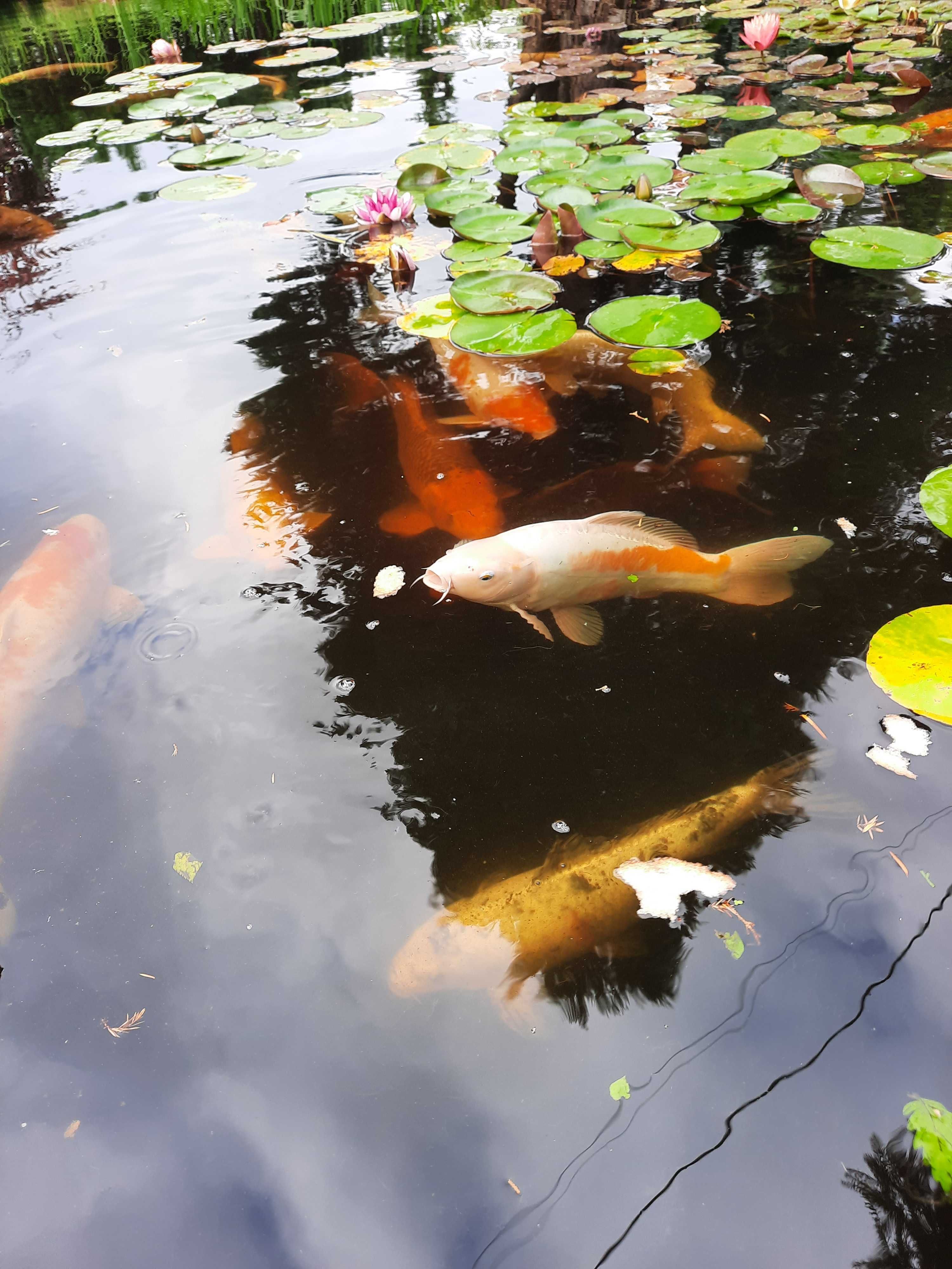 Karpie koi 50 cm