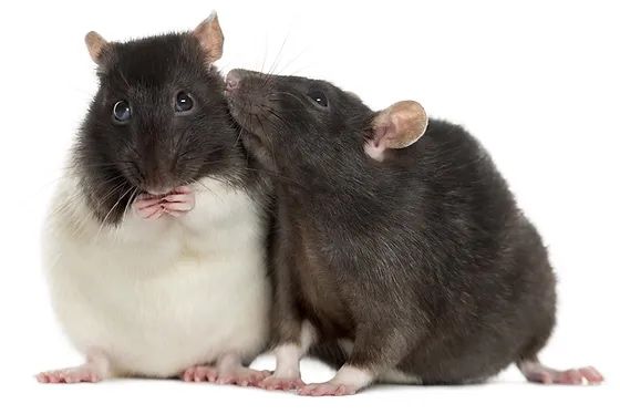Обработка от крыс и мышей, потравить, уничтожение грызунов Днепр