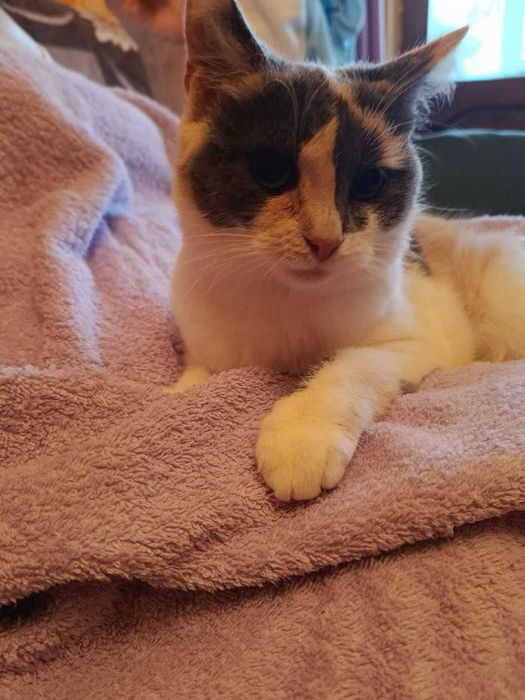 Шукає люблячий дім кицька