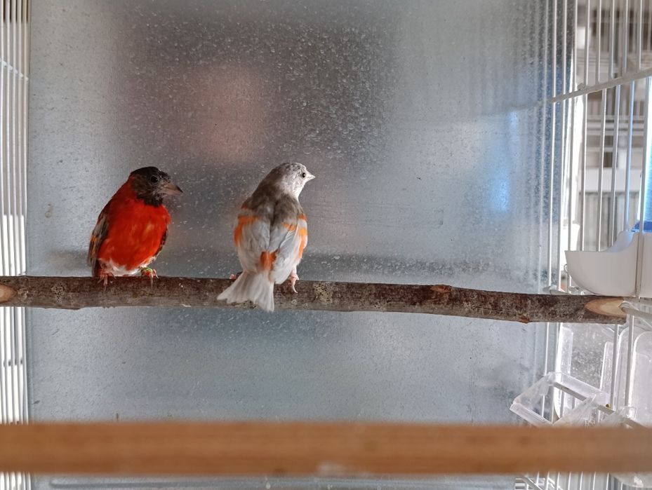 Cedência de cardinalitos