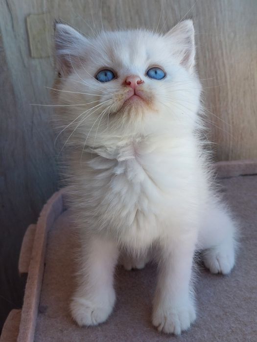 Macho british olhos azuis
