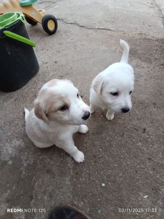 Cadelas para adoçao