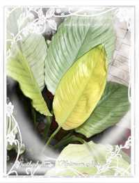 INTERNATION. Spathiphyllum Platinum Mist Skrzydłokwiat SREBRO platyna