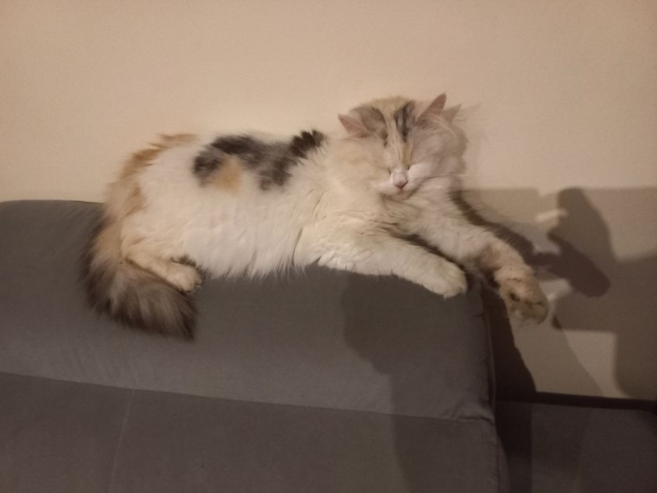 Kotka szkocka prostoucha