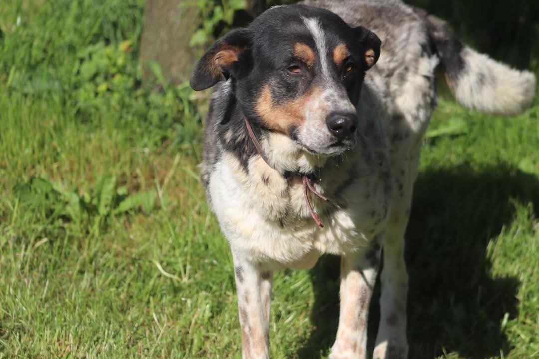 Pokochaj MAXA szuka domu
