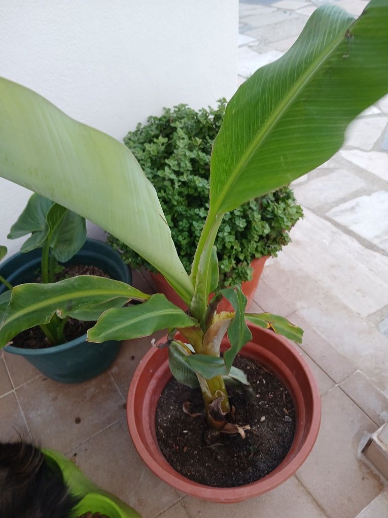 Bananeira da Madeira, costuma dar bananas uma duas vezes por ano.