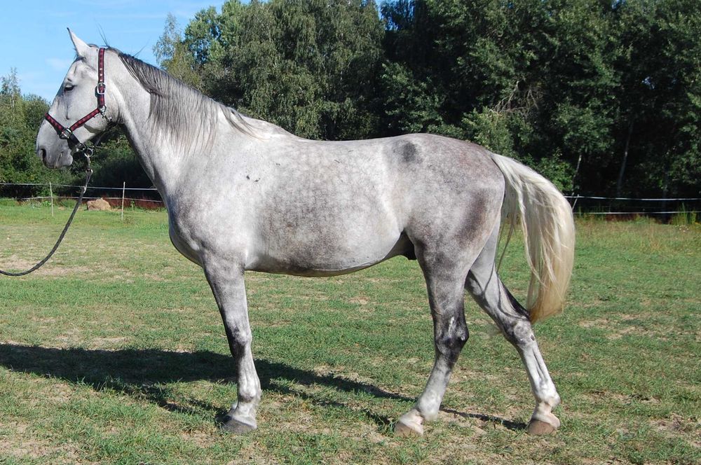 Zenit, wałach śląski 10l