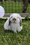 Mini lop karzełek Teddy hodowla zarejestrowana
