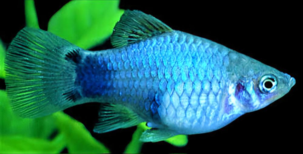 Platka platynka blue mickey mouse - rybki do akwarium