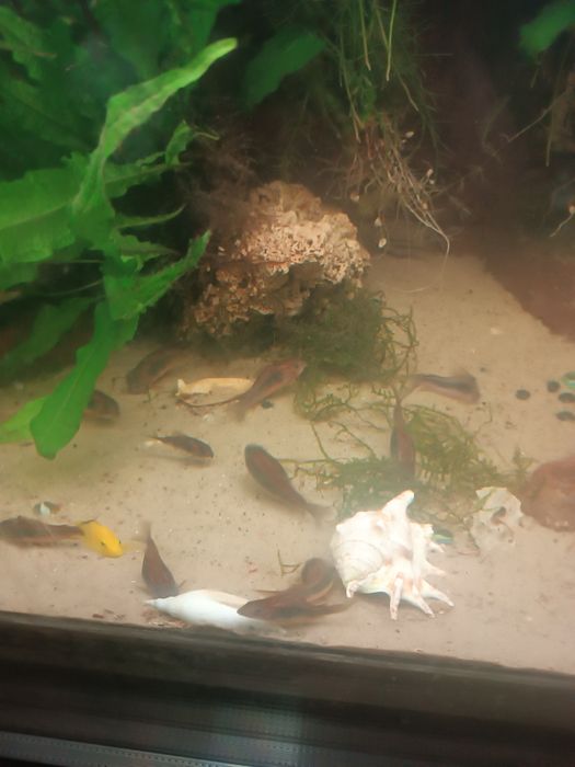 Kiris spizowy dorosłe tarlaki 8szt