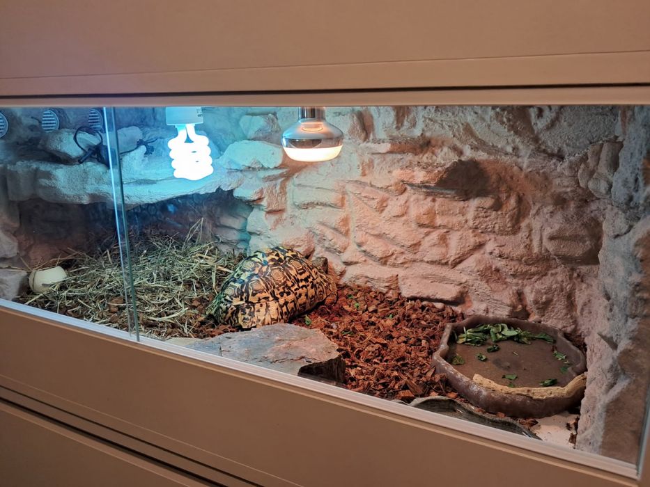 Terrarium pustynne, tropikalne. Żółw, jaszczurka.