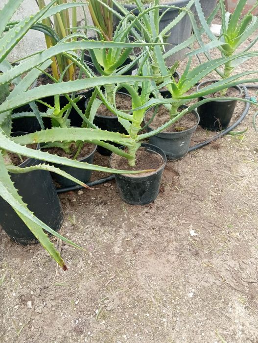 Planta Aloe vera