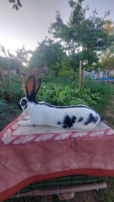 Кролі порода НСВ