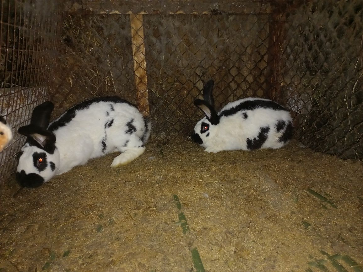 Кролики строкачі