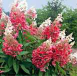 Hortensja bukietowa Pinky Winky