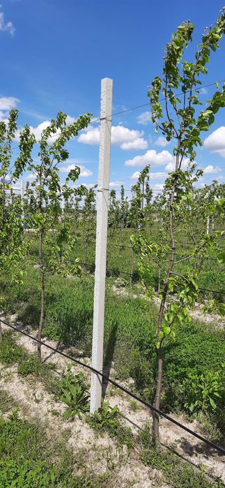 Cтовпчики для садівництва 2,5м, 3м, 3,5 м, 4,5 м, доставка